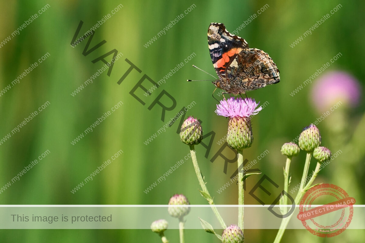 Butterfly Haven: Red Admirals on Thistle