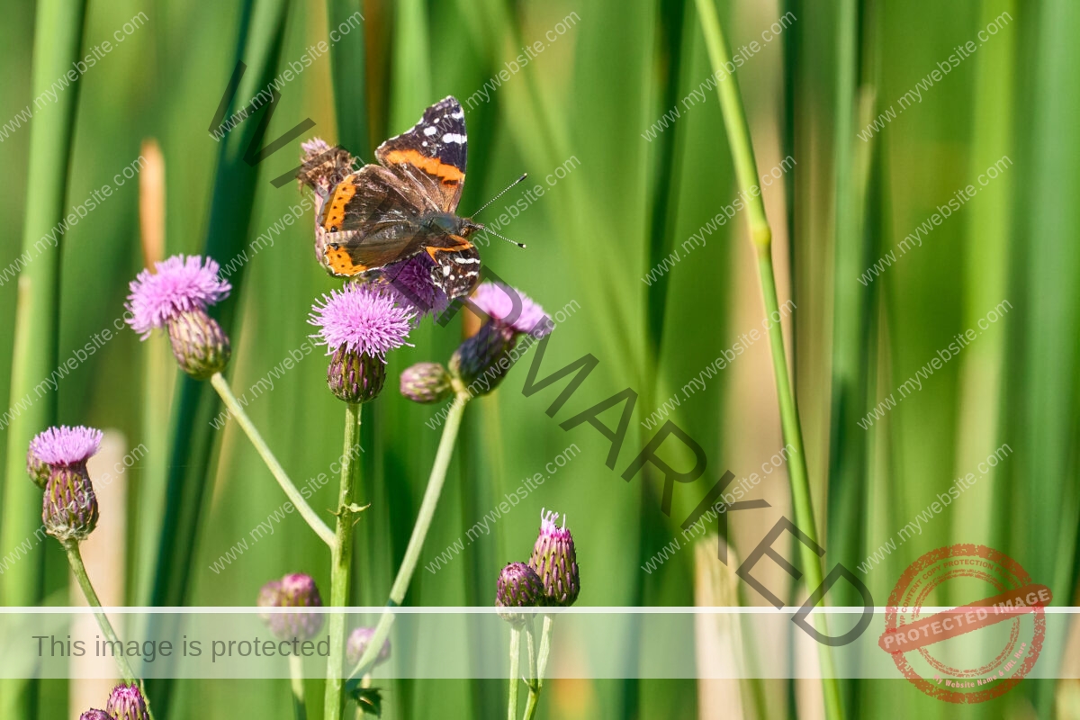 Nature's Palette: Red Admirals and Thistle Blooms