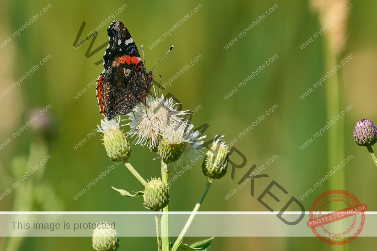 Thistle Dance: Red Admirals in Harmony