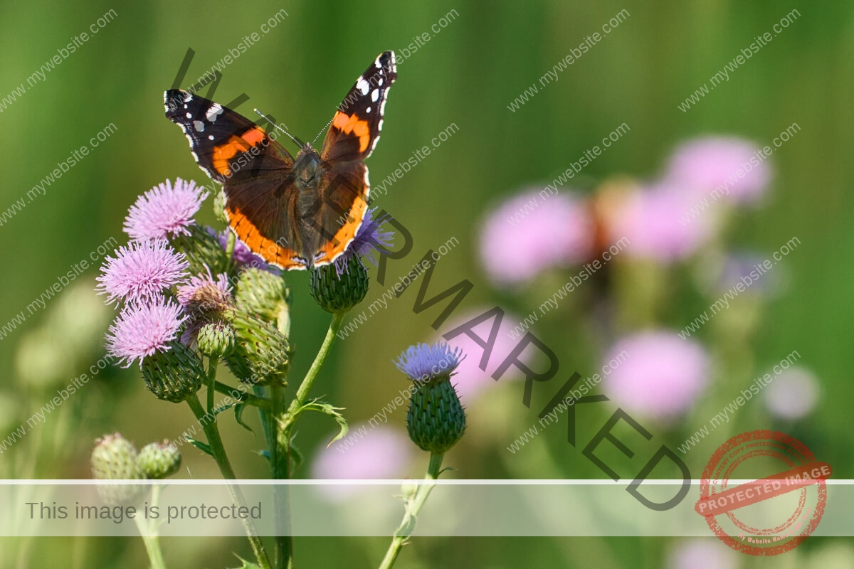 Country Road Wonders: Red Admirals and Thistle