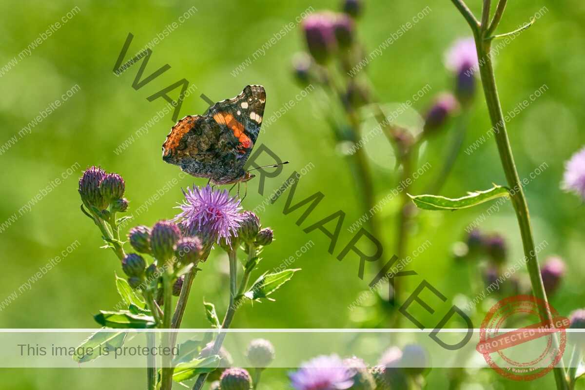 Winged Beauties: Red Admirals on Scottish Thistle