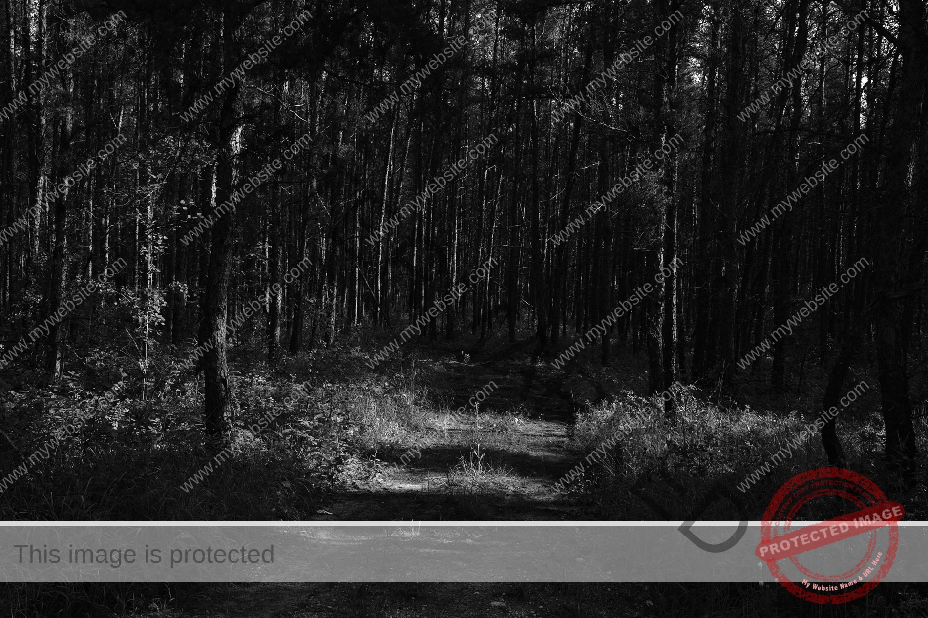 Black and white image of sunlight filtering through trees, casting shadows on the ground.