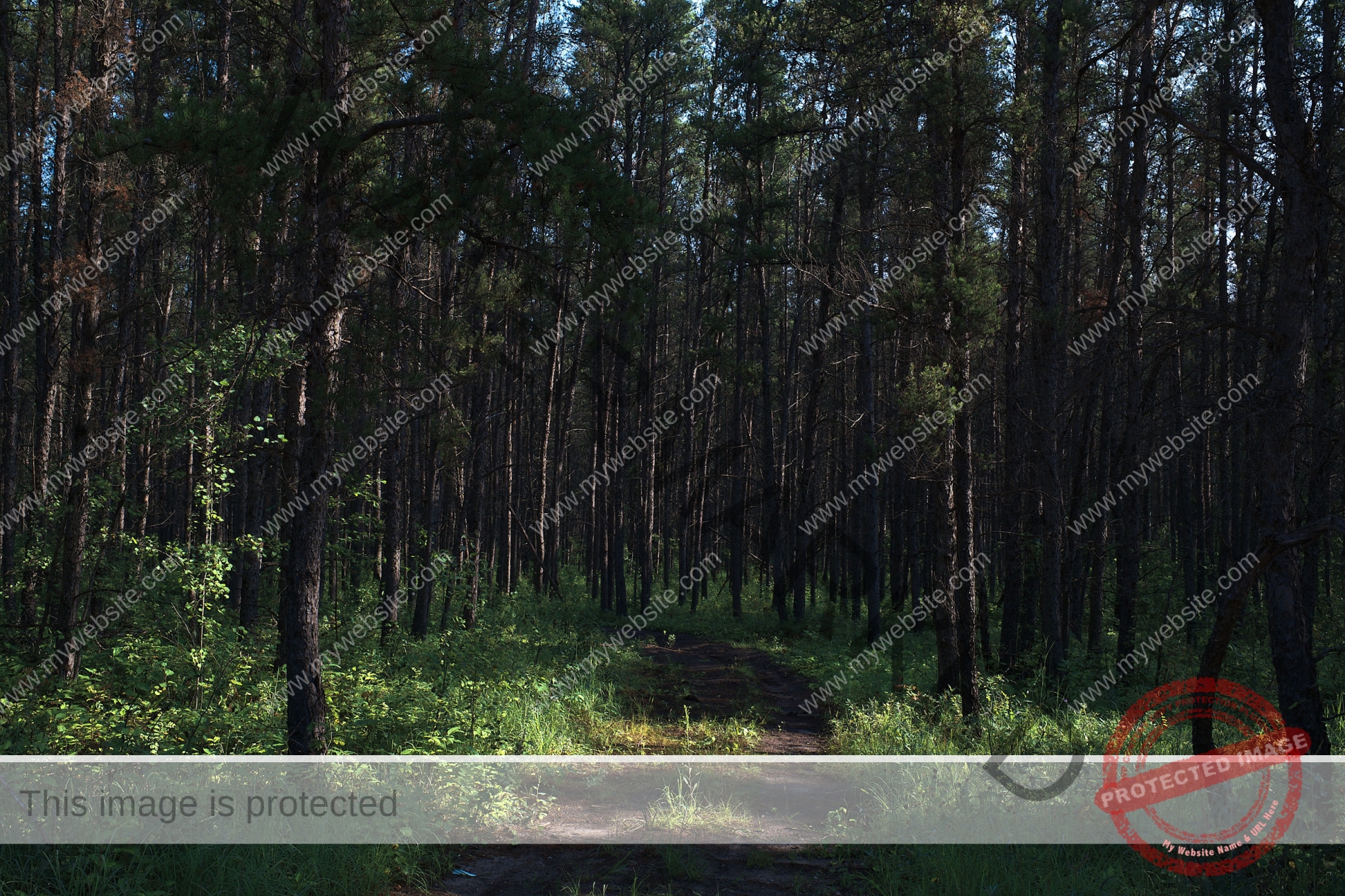 A colorful forest scene with green trees, a clear blue sky, and sunlight casting a warm glow on the forest floor.