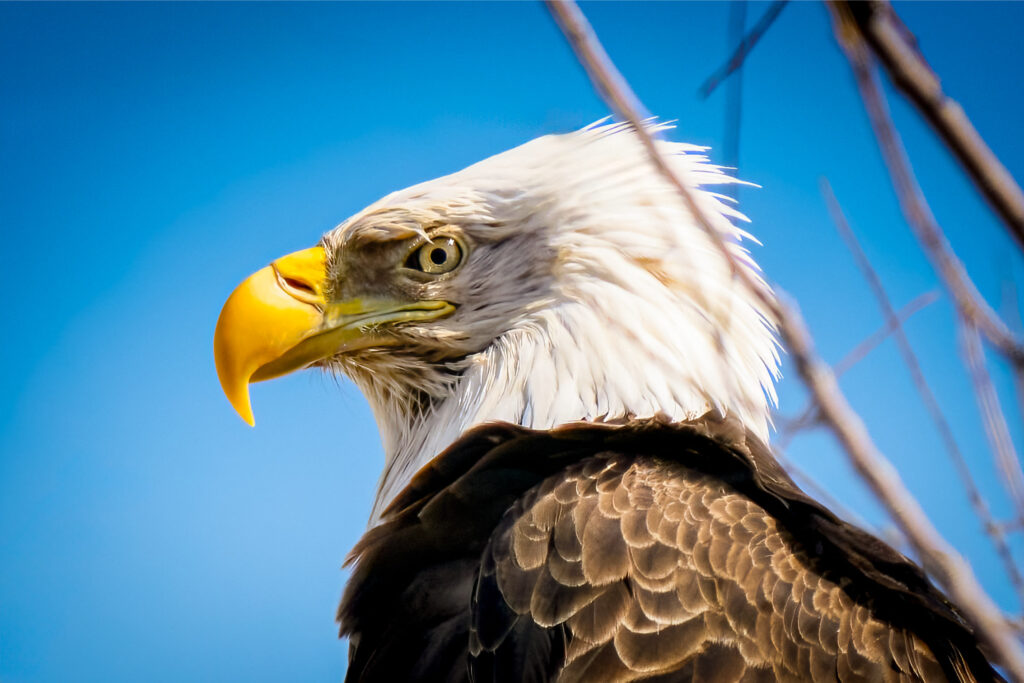 Bald eagle in profile against a blue sky