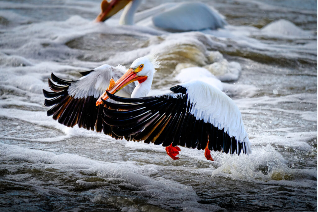 American white pelican landing on churning water