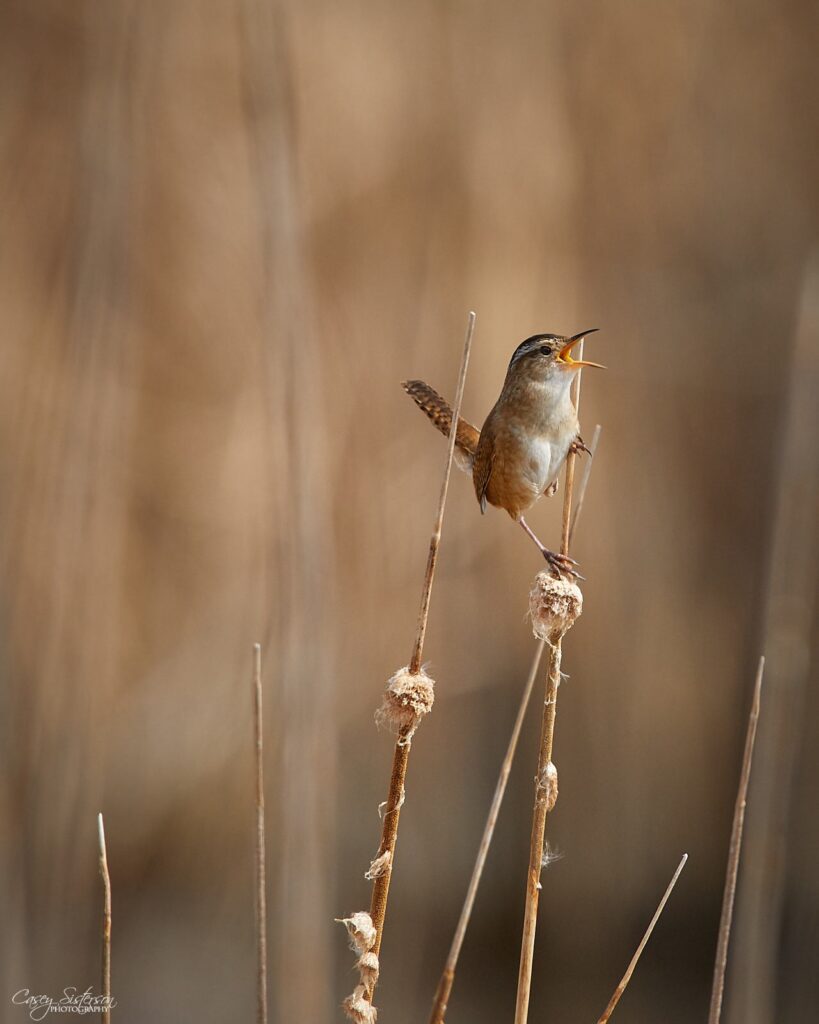Marsh wren