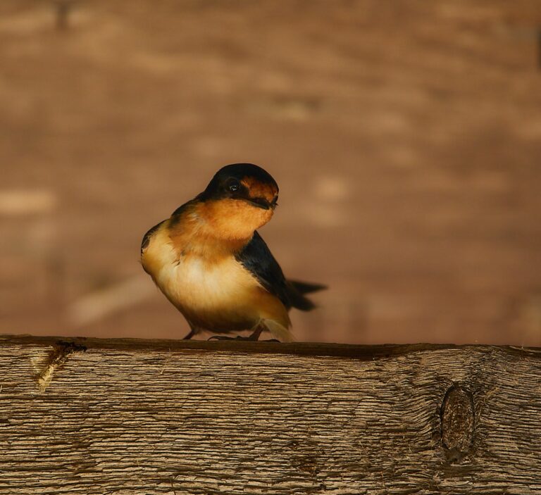 Barn swallow perched on a weathered beam