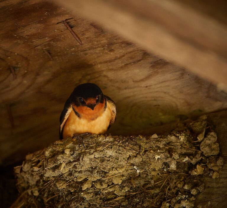 Barn swallow sitting on its mud nest