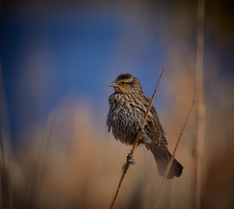 Female red-winged blackbird perched on a cattail stem