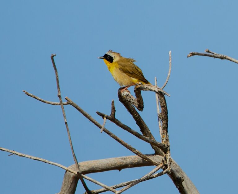 Male common yellowthroat perched on a bare branch against blue sky