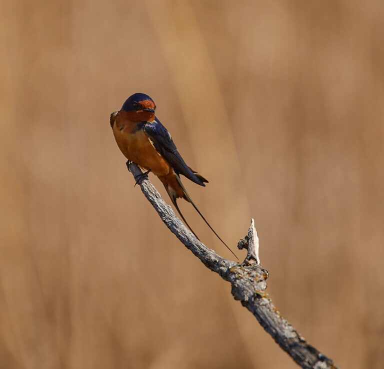 Barn swallow with long tail streamers on a lichen-covered branch