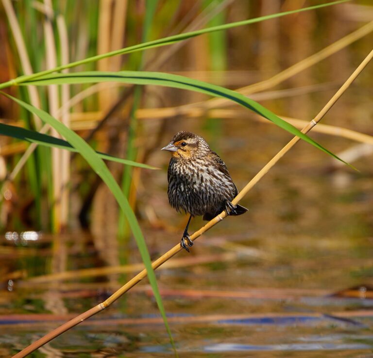 Female red-winged blackbird perched over water