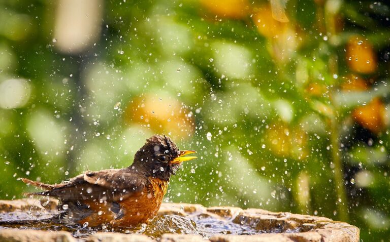 American robin splashing in a stone birdbath