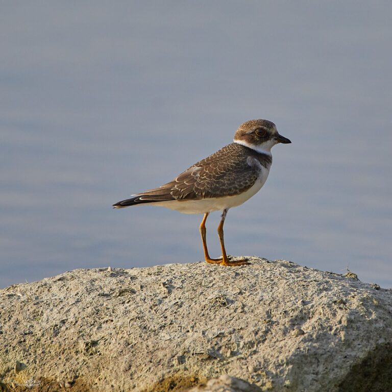 Juvenile semipalmated plover standing on a rock