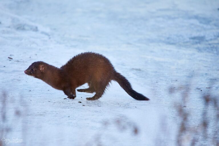 American mink bounding across snow