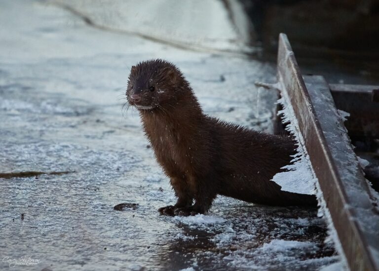American mink standing on frosty ice