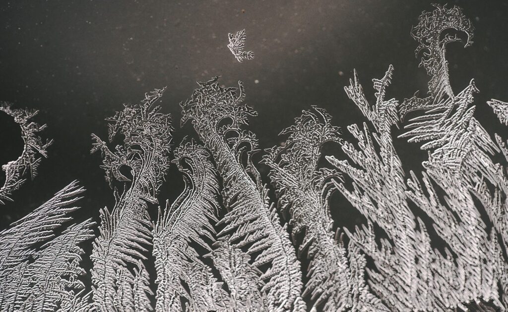 Frost crystals growing like ferns on dark glass