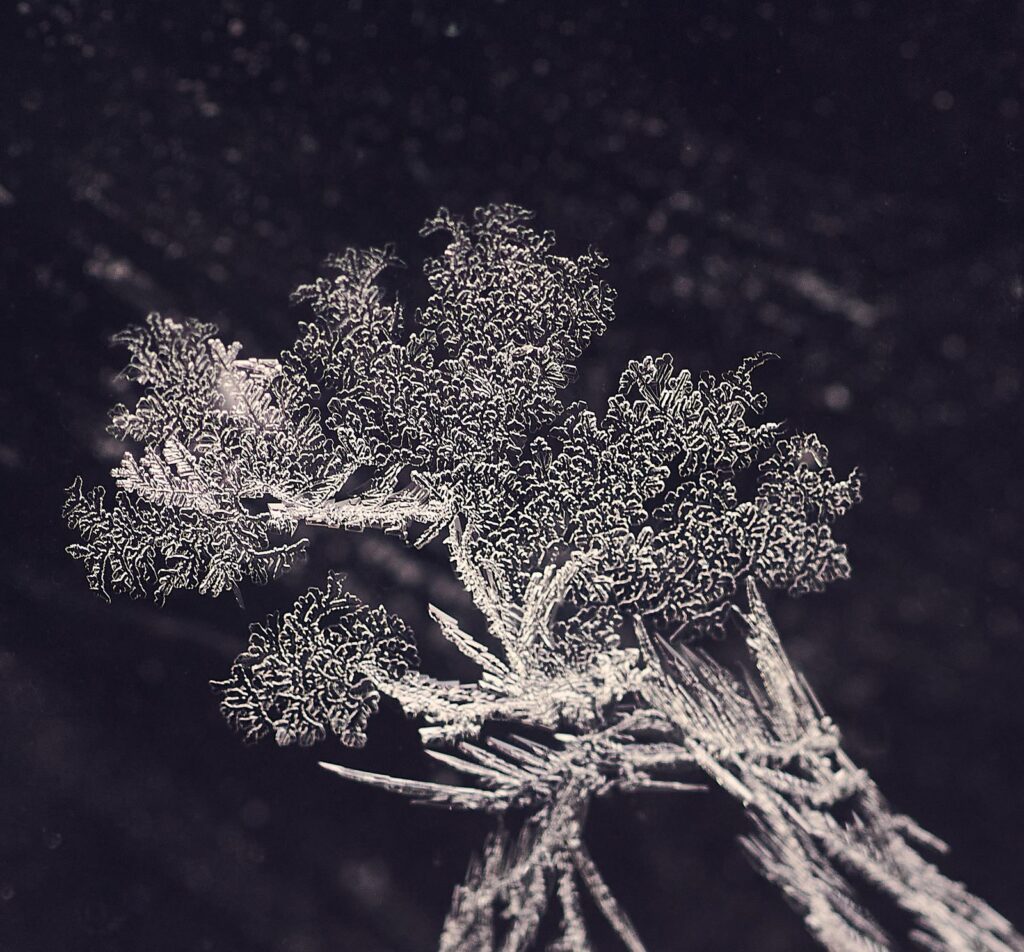 Branching frost crystal on a dark surface