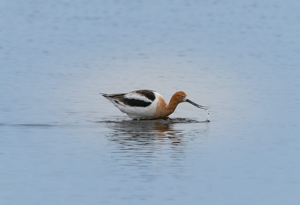 American avocet