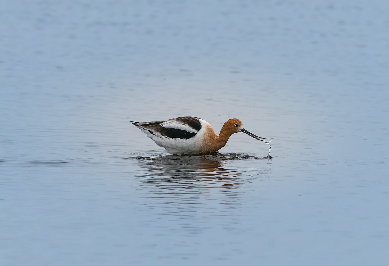 American avocet photographed in Manitoba