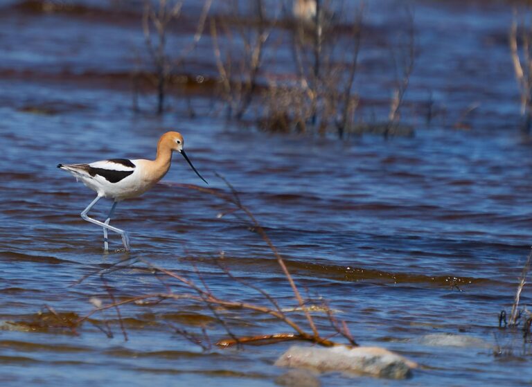 American avocet wading through rippled blue water with its long upturned bill, Manitoba