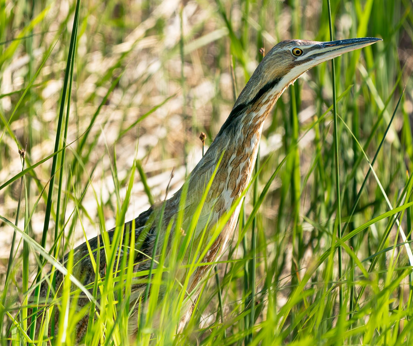 American bittern with streaked brown plumage standing upright and camouflaged in tall green marsh grass