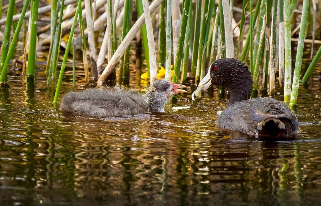 American coot