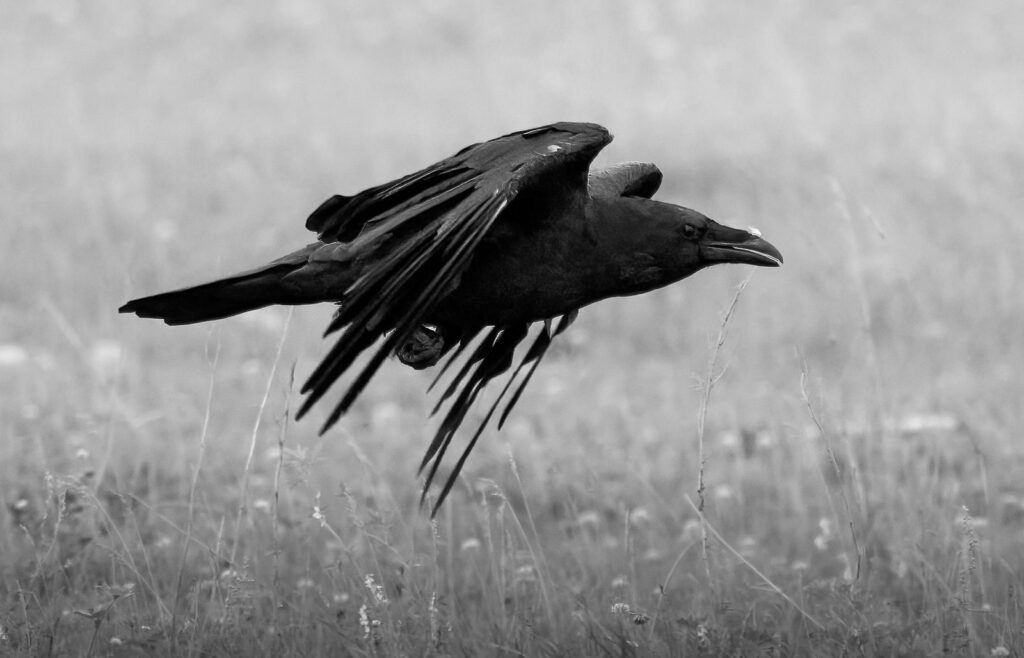 American crow