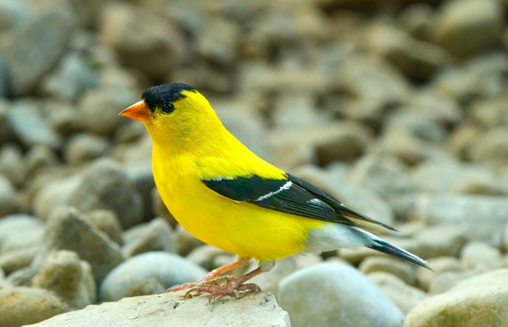 American goldfinch