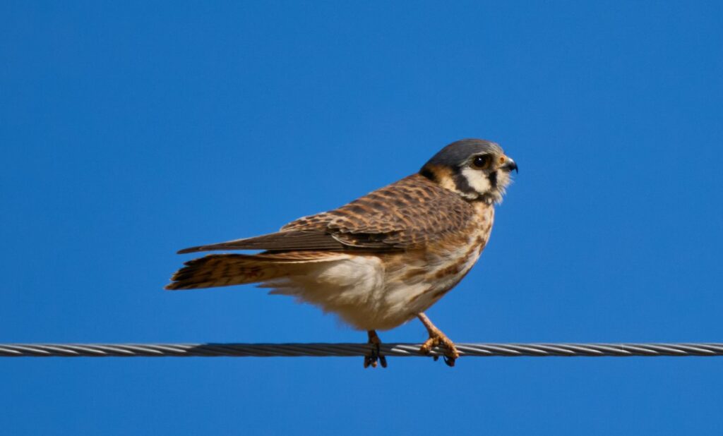 American kestrel