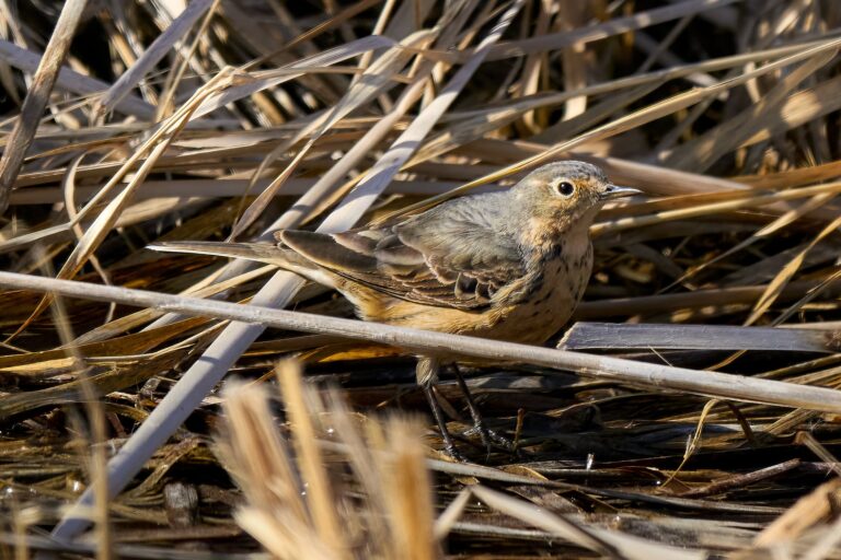 American pipit photographed in Manitoba