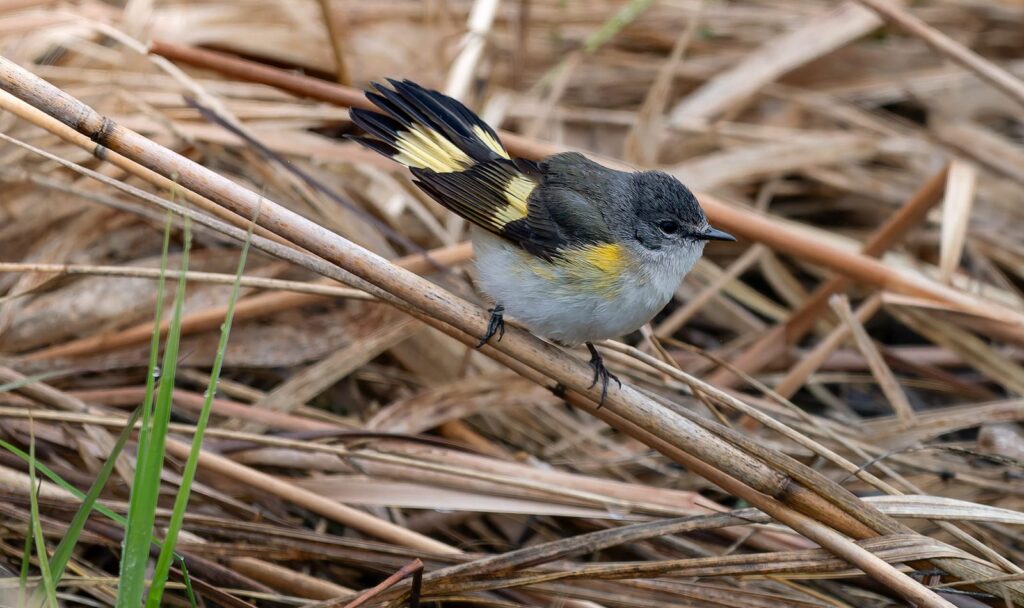 American redstart