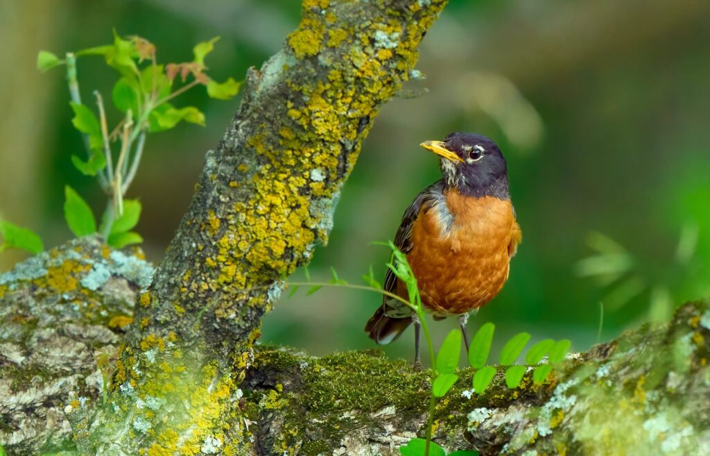 American robin