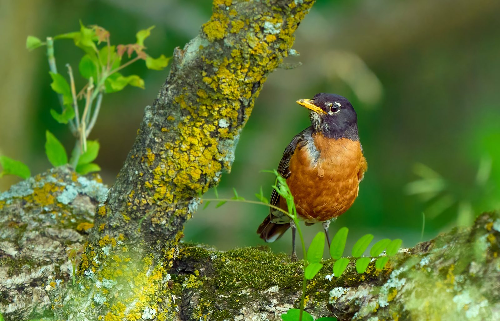 American robin with an orange breast perched on a mossy, lichen-covered branch among green leaves