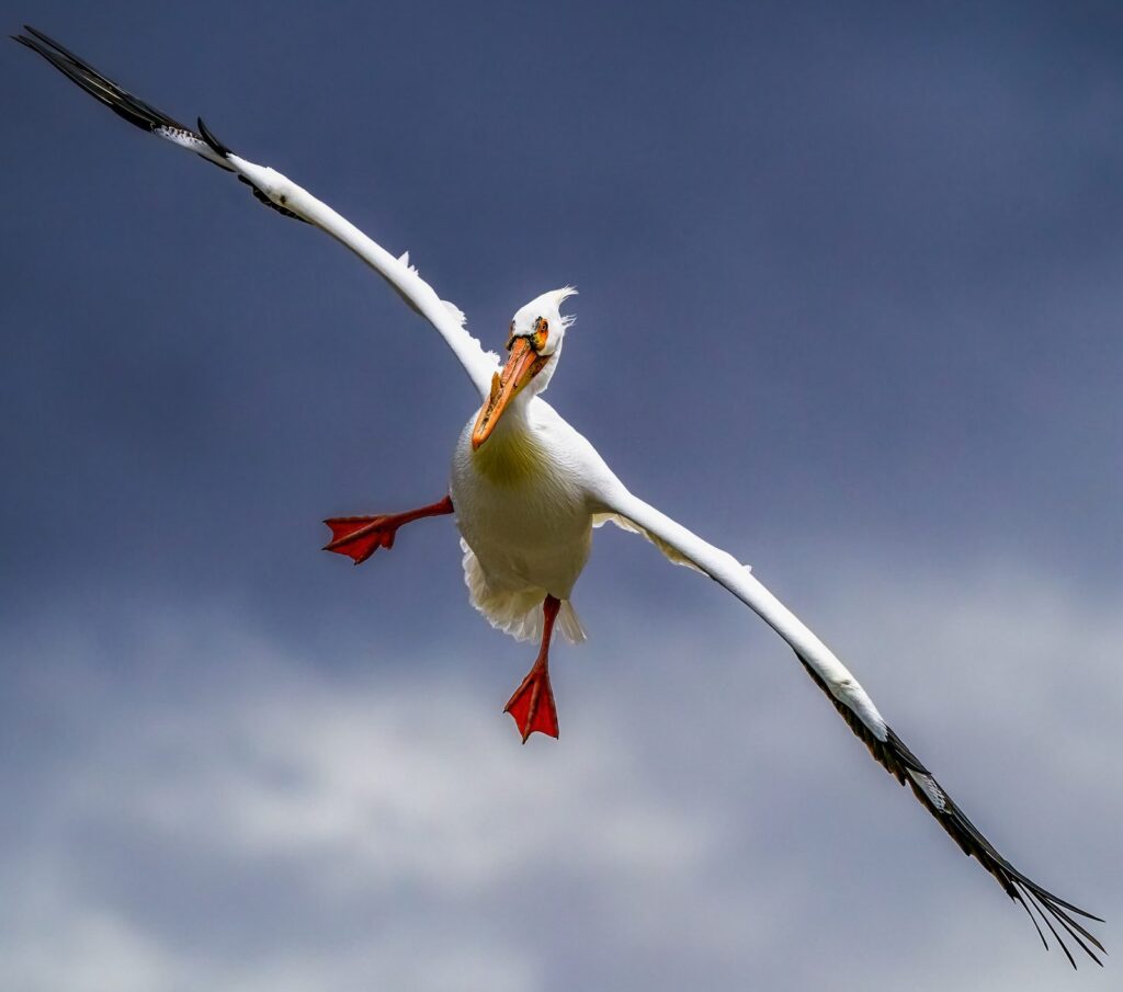 American White Pelican