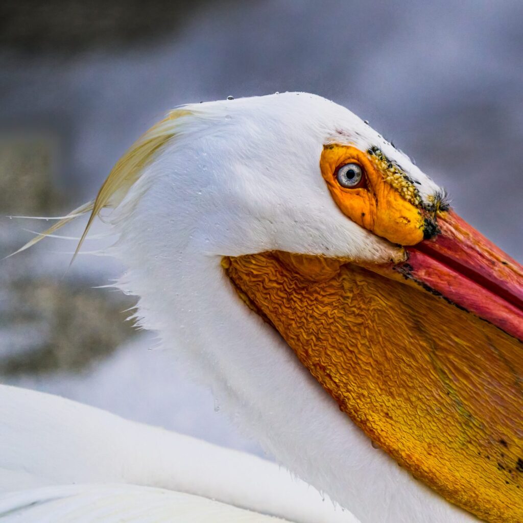 Close-up of an American white pelican's eye, bill and pouch