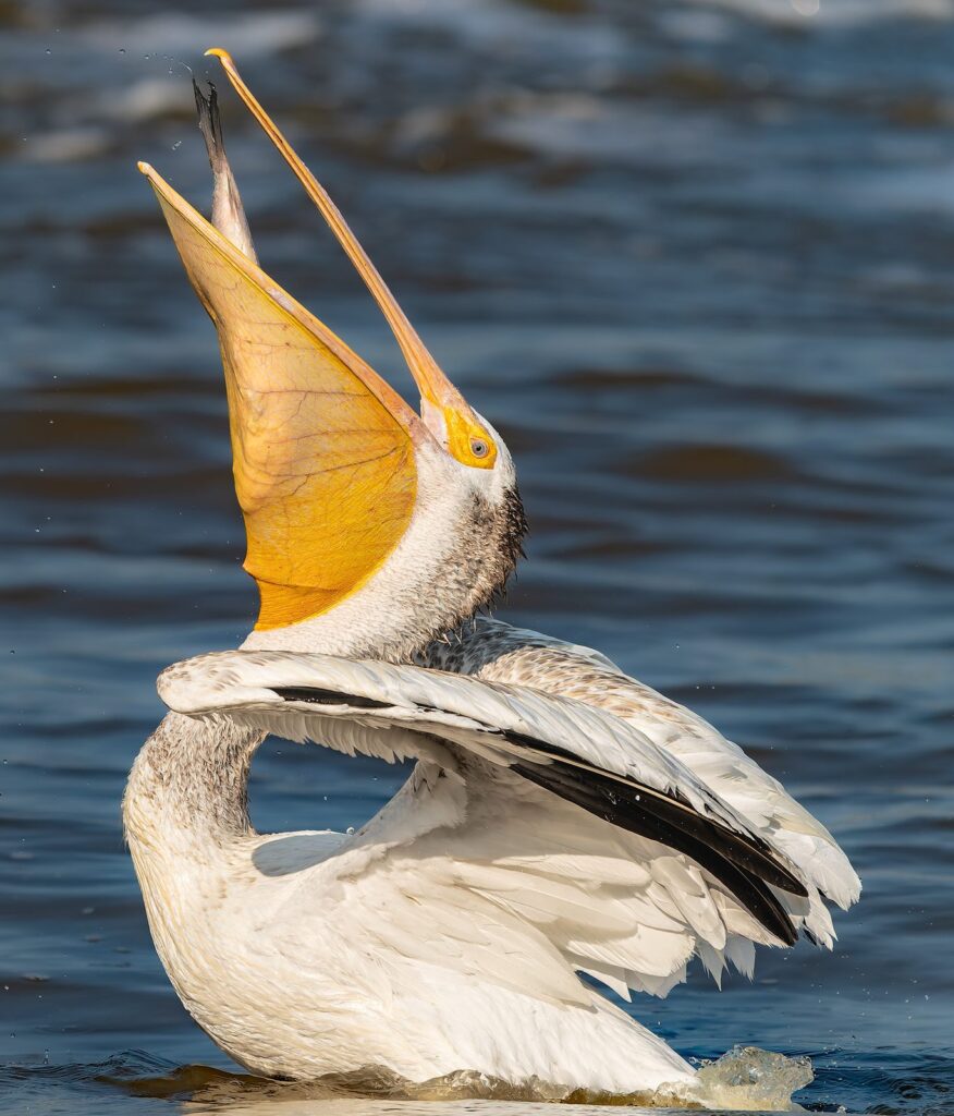 An American white pelican tipping its head back with its pouch open