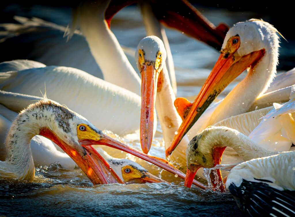 A group of American white pelicans with their orange bills together at the water's surface