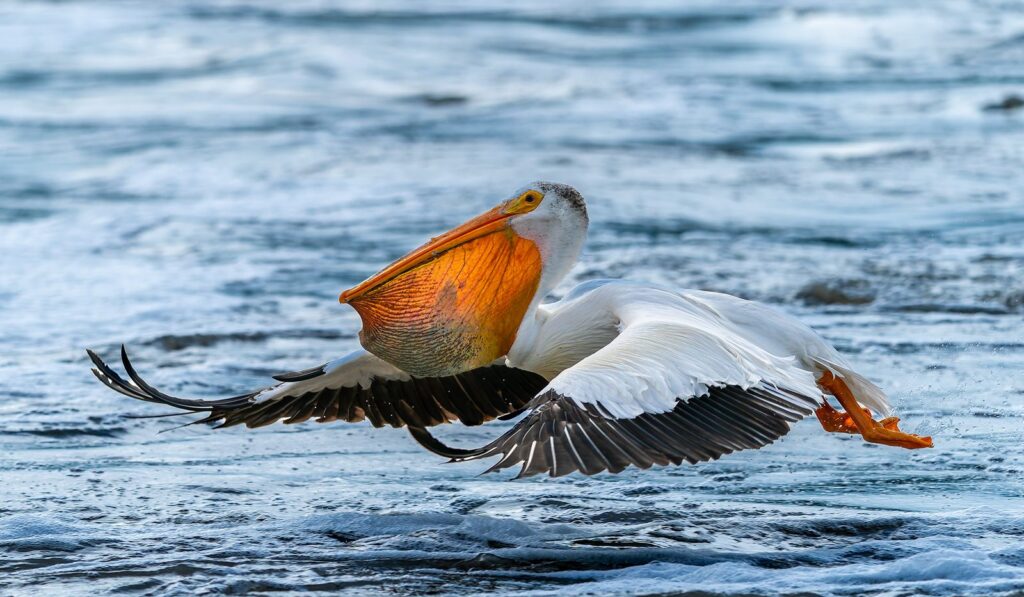 An American white pelican flying low over rushing water