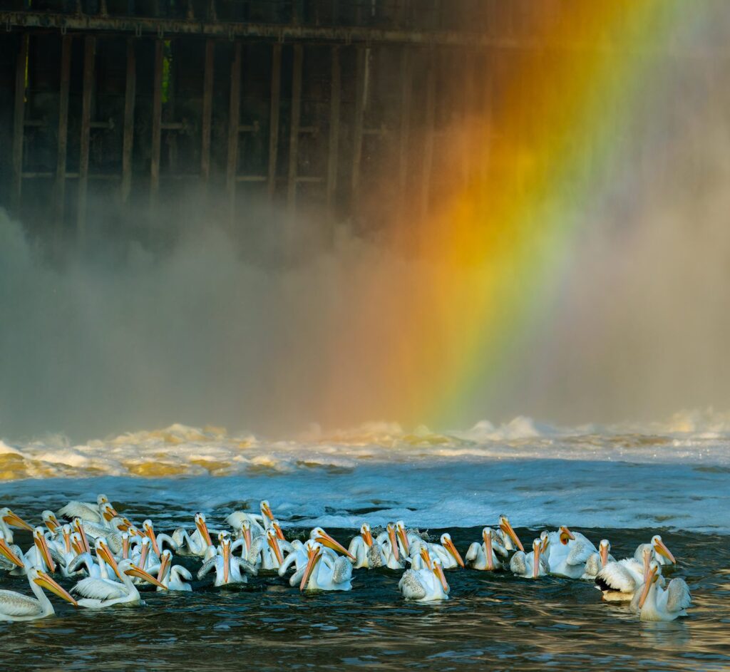 A flock of American white pelicans on the water beneath a rainbow