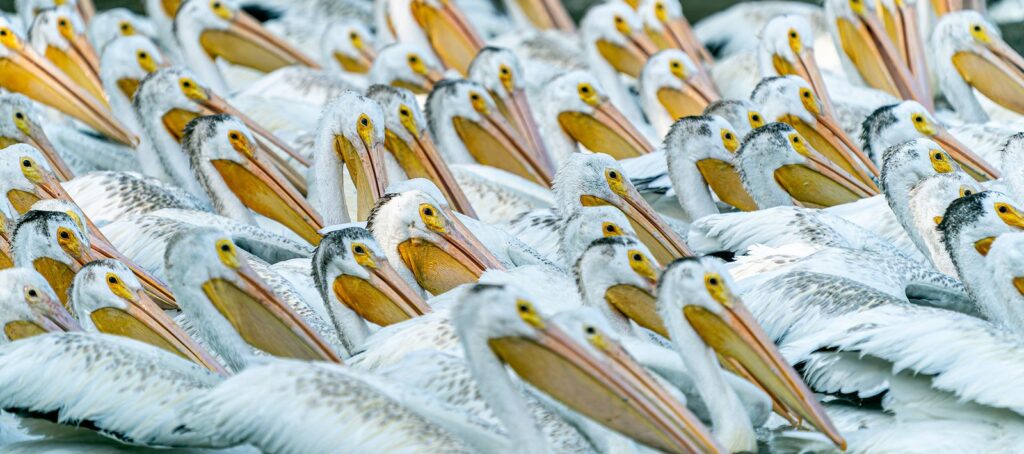 Rows of American white pelicans packed closely together
