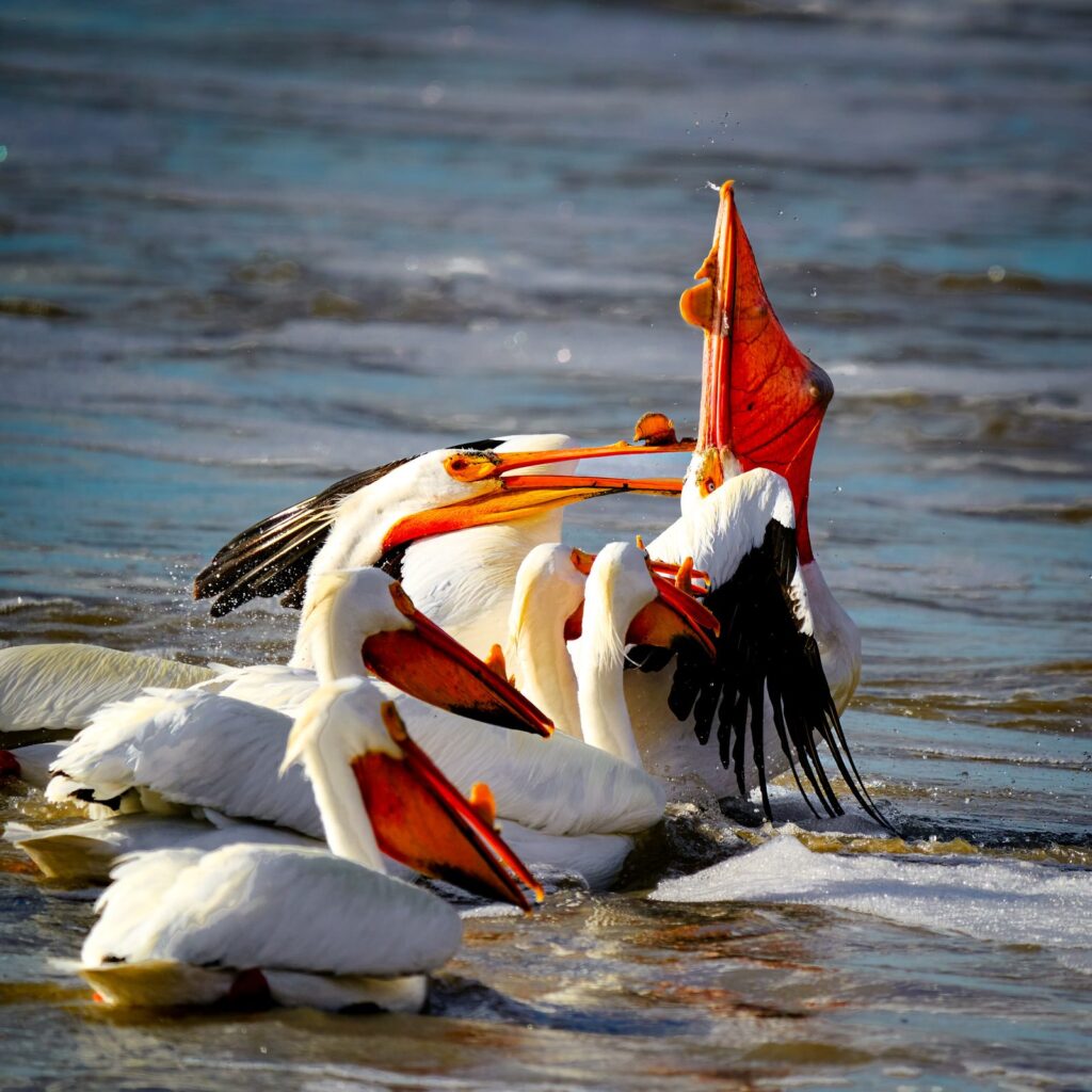 American white pelicans gathered in the water, one with its bill raised