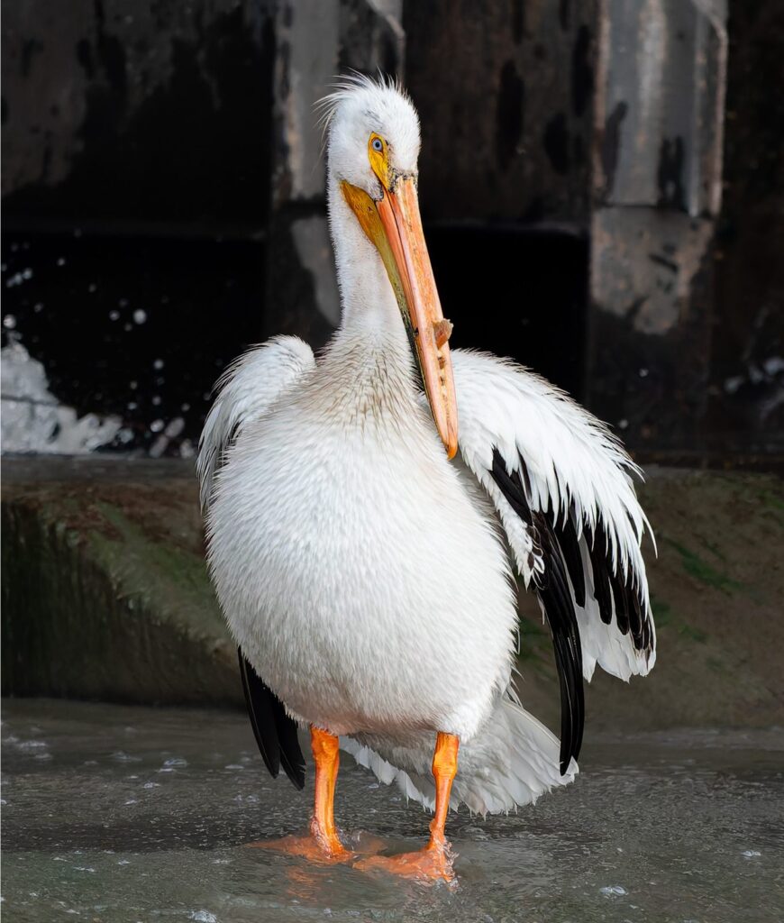 An American white pelican standing in shallow water beside a dam