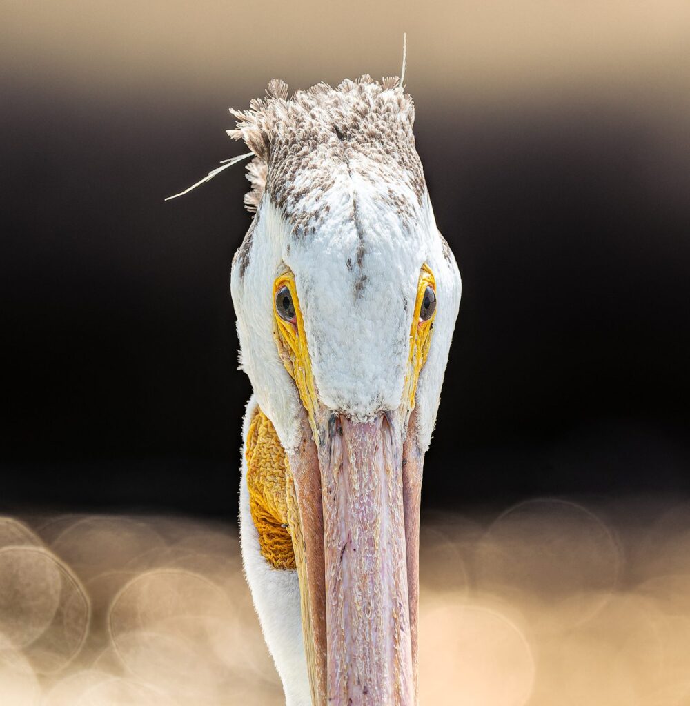 Head-on portrait of an American white pelican with a small crest