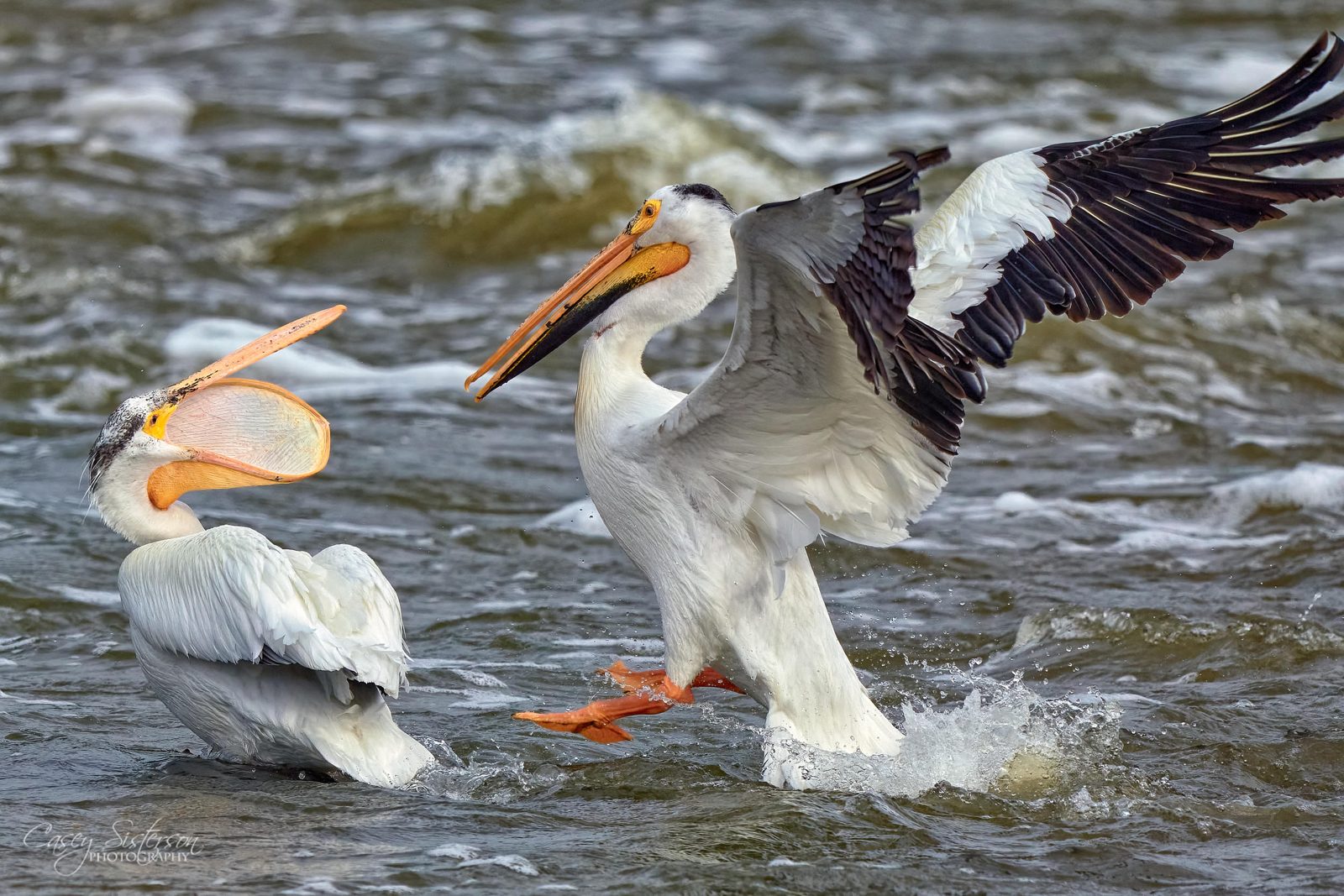 Two American white pelicans on churning water