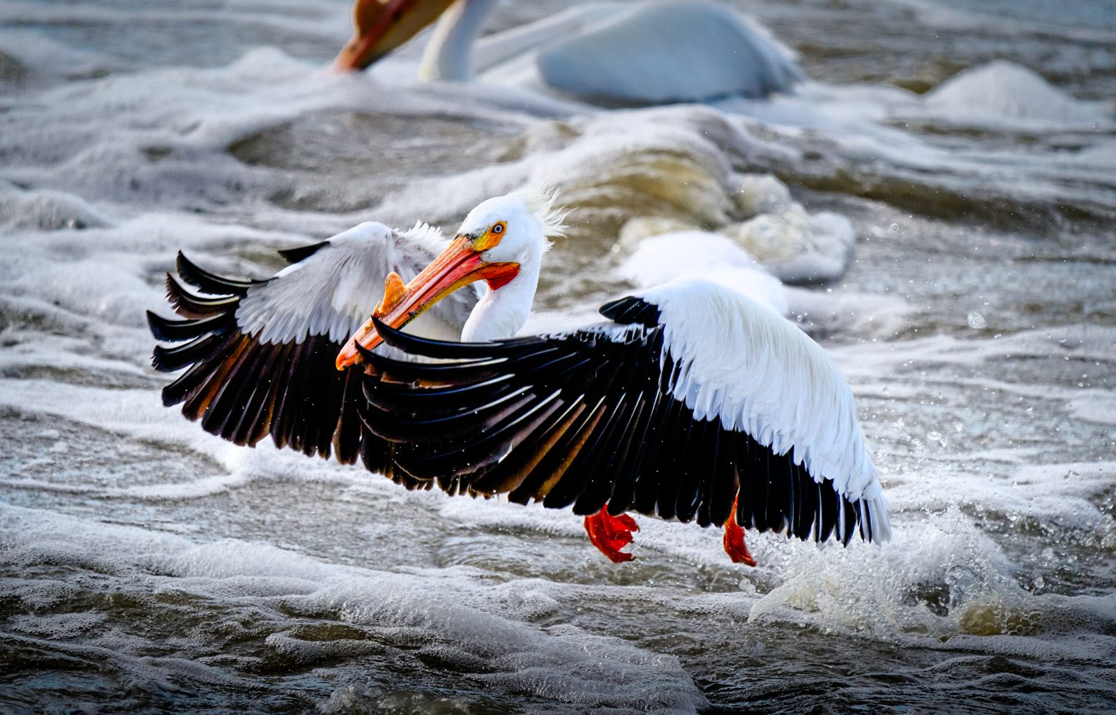 American white pelican photographed in Manitoba, 4