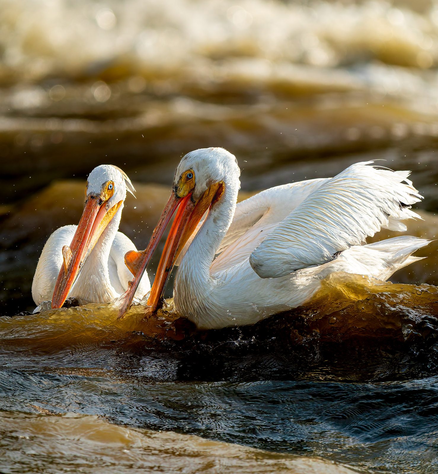 American white pelican photographed in Manitoba, 10