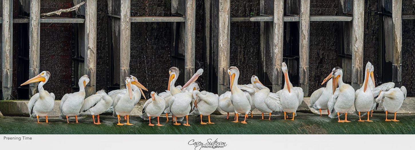 American white pelican photographed in Manitoba, 16