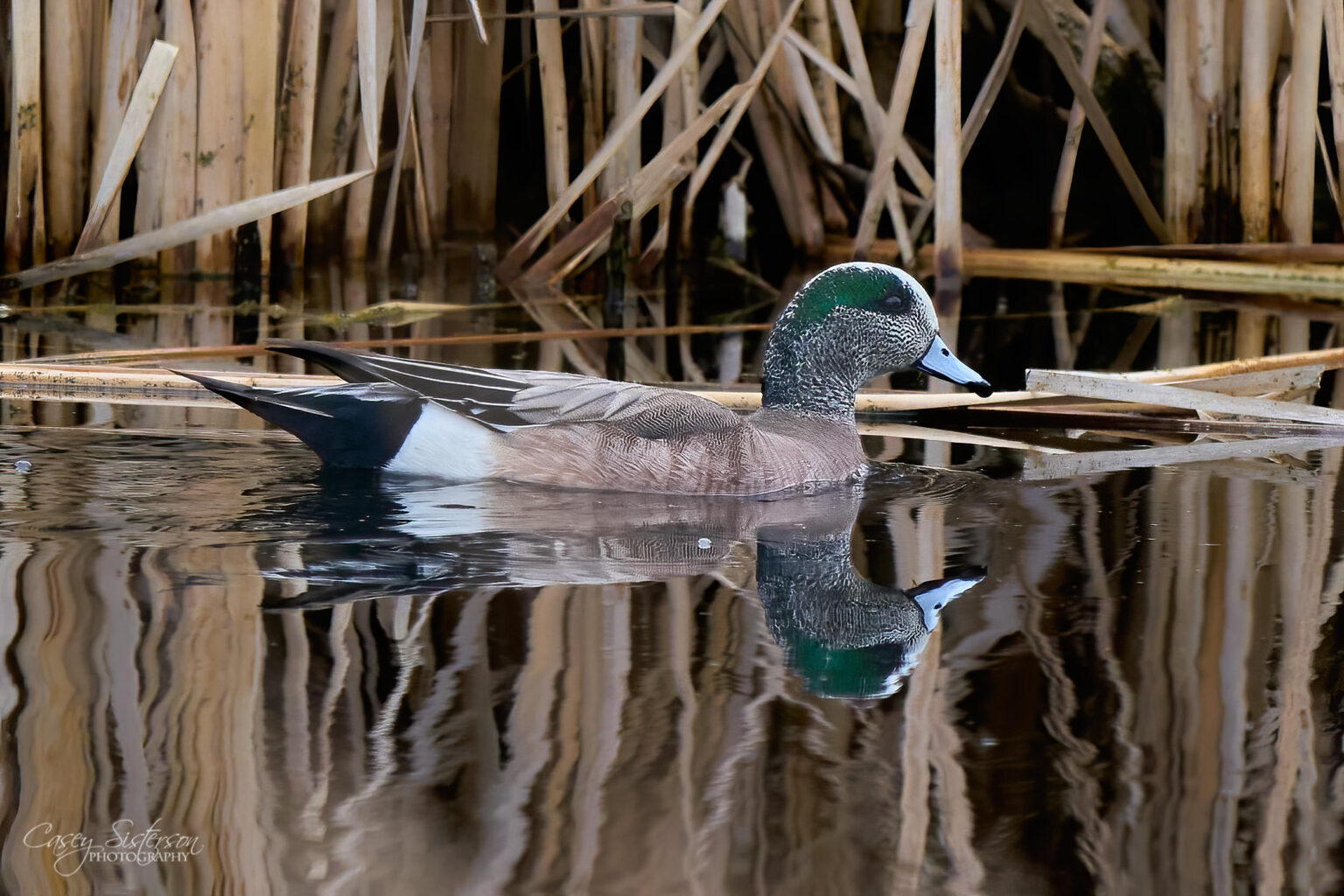 An American wigeon swimming among brown reeds