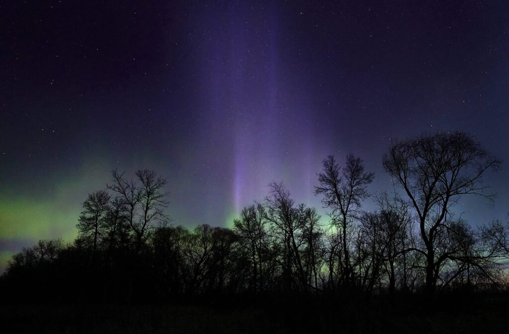 A tall purple aurora pillar above a row of bare trees